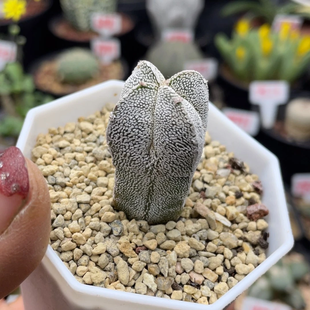 实生四角恩冢仙人球