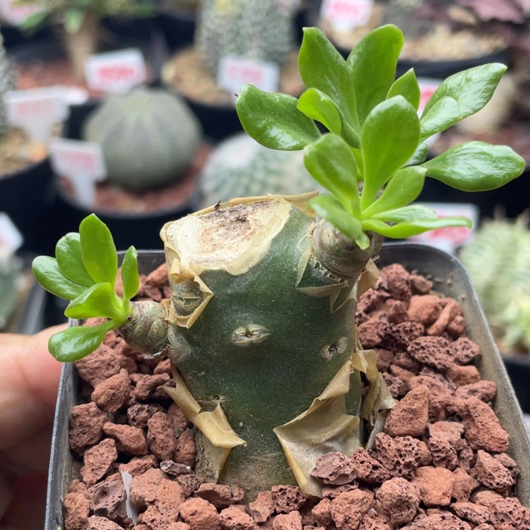 阿房宫奇峰锦属大颗