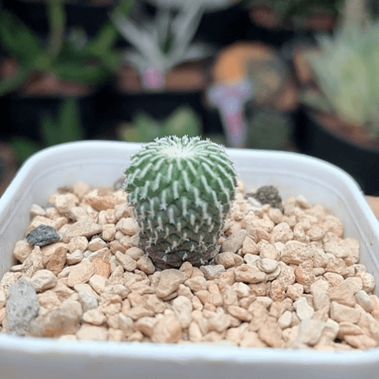 实生刺缀精巧殿仙人球2