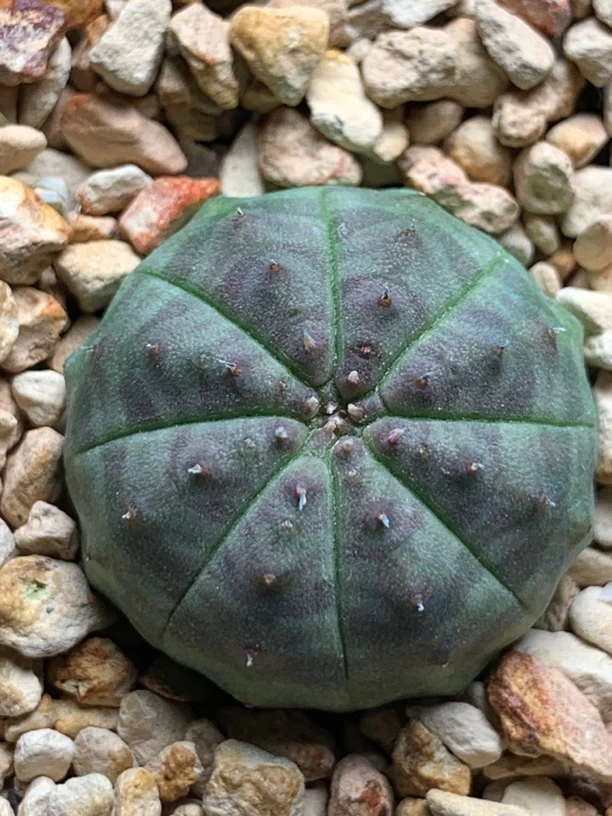 实生神玉龟甲欧布 大凸尤点 紫肌 一物一拍包邮非偏远