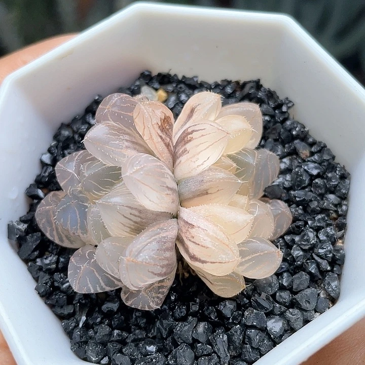 实生双头霓虹灯锦仙人球多肉