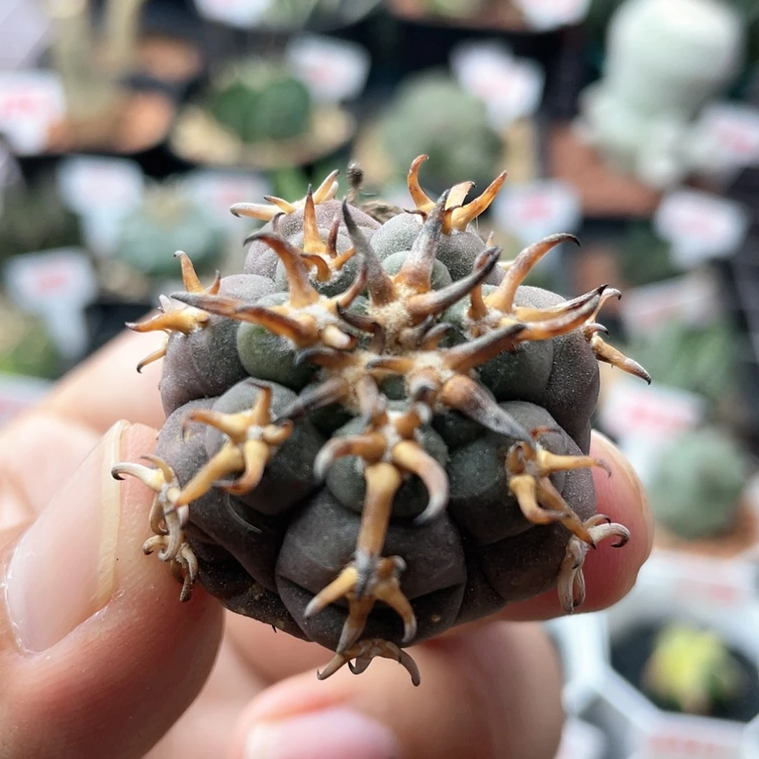 九刺天平猫爪仙人球