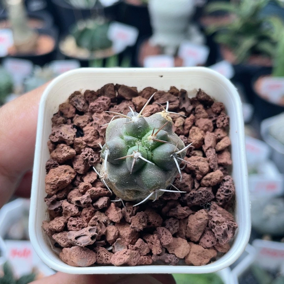 珡**苼粉丝专拍仙人球多肉植物