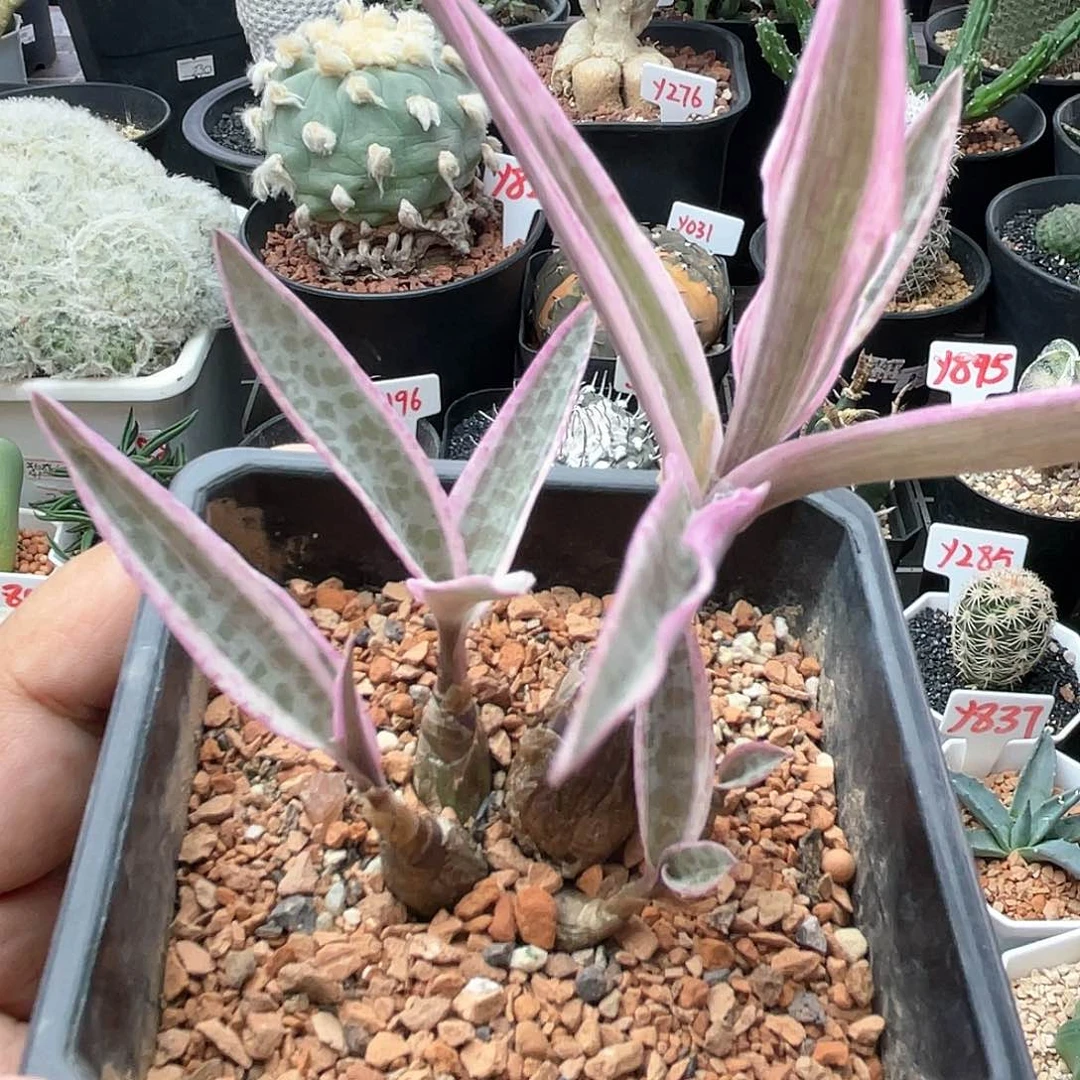 丸叶优点百合锦 多头