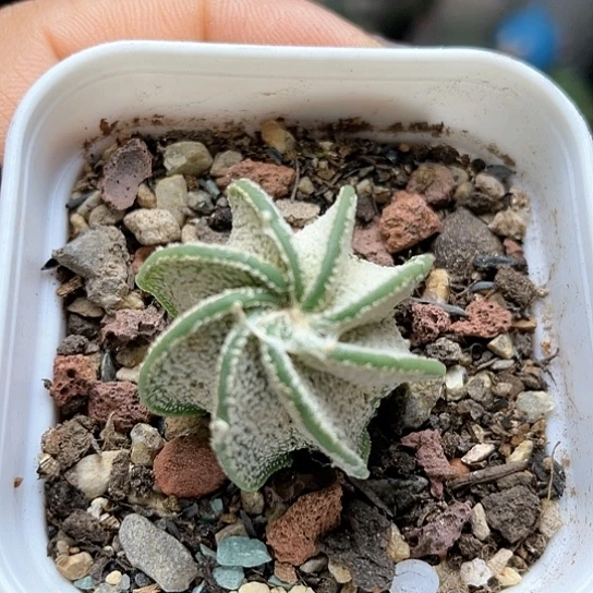 实生璇棱黑刺水牛角大凤玉