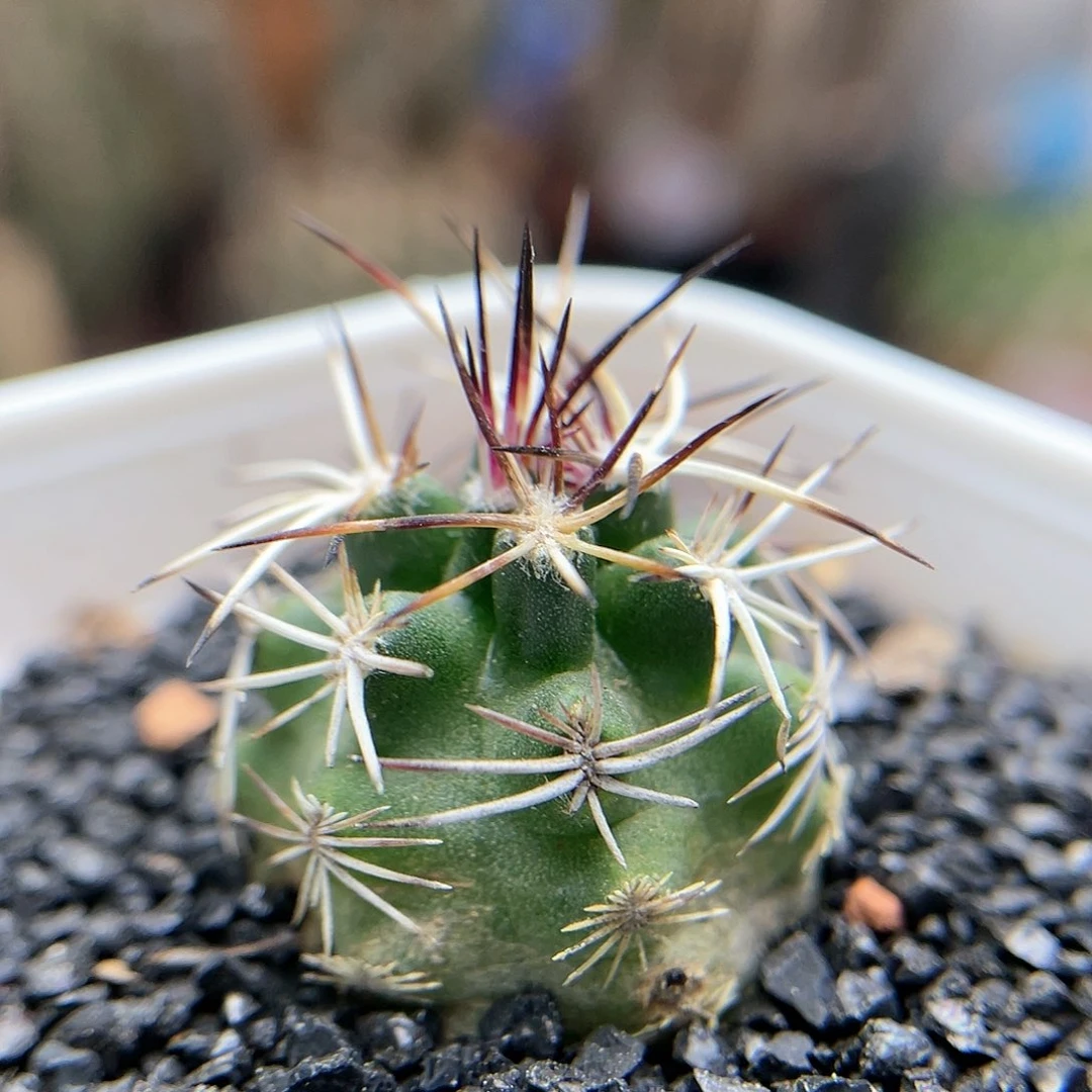 实生达氏青花虾仙人球多肉1
