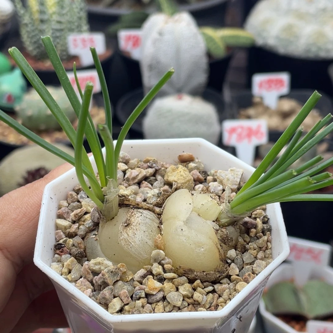 实生双头细叶弹簧草 致远多肉