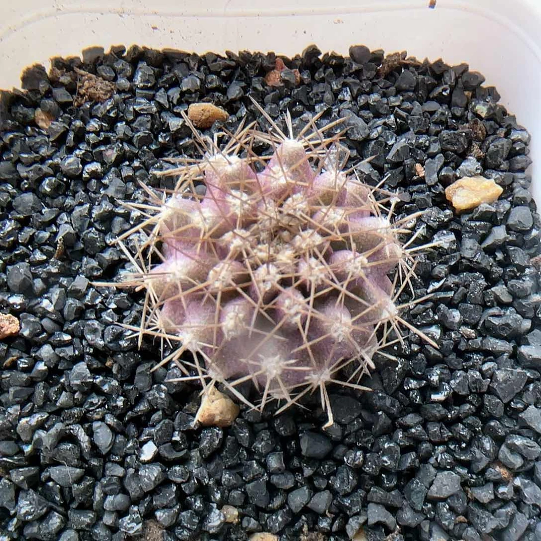 实生kk种源紫皮仙人球 2厘米