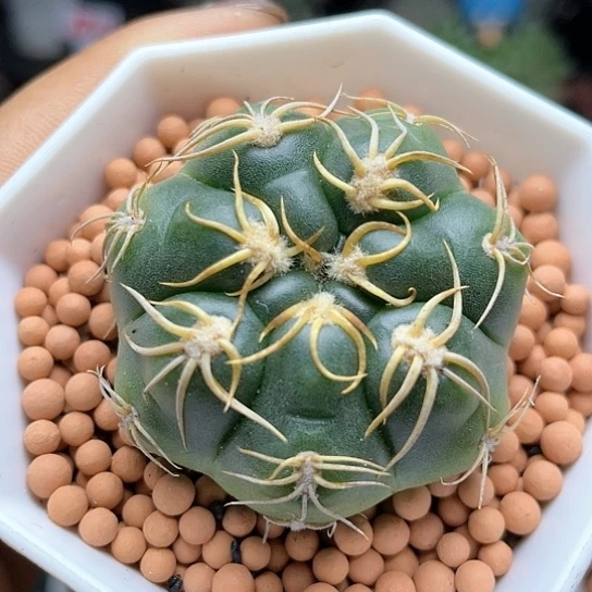 实生高木趴刺海王仙人球