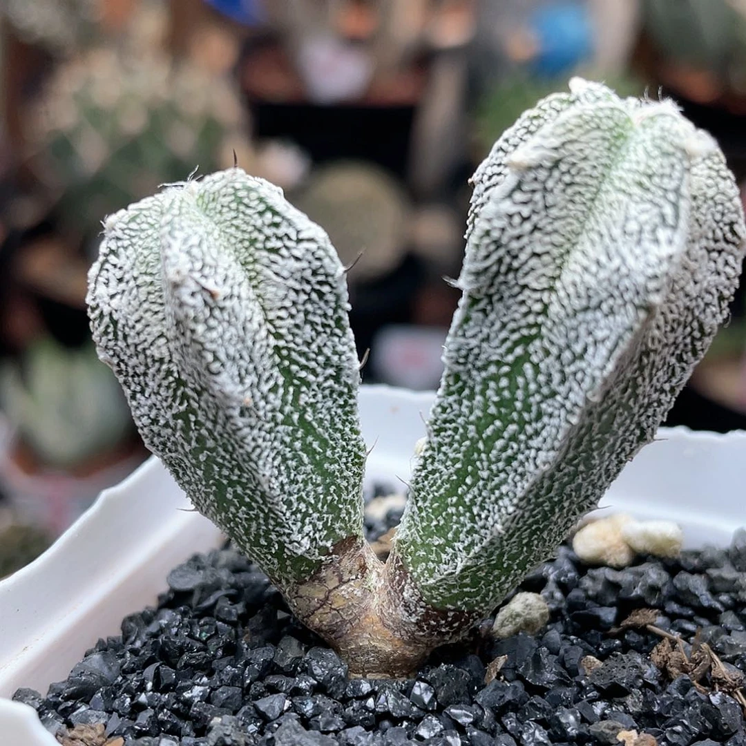 实生双头恩冢仙人球多肉植物