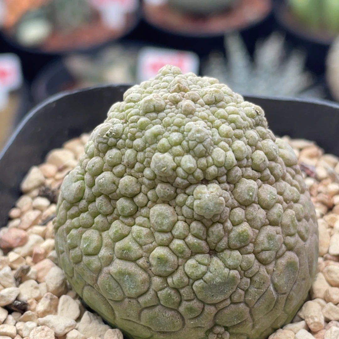 实生蛇蹄玉仙人球多肉