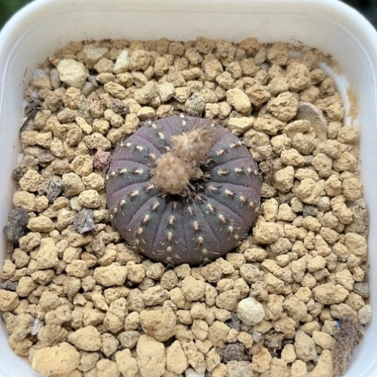 实生紫皮大型士童仙人球9