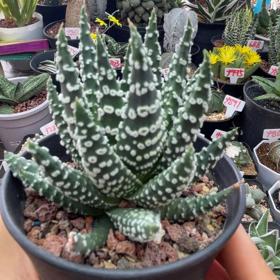 实生大久保烟圈仙人球