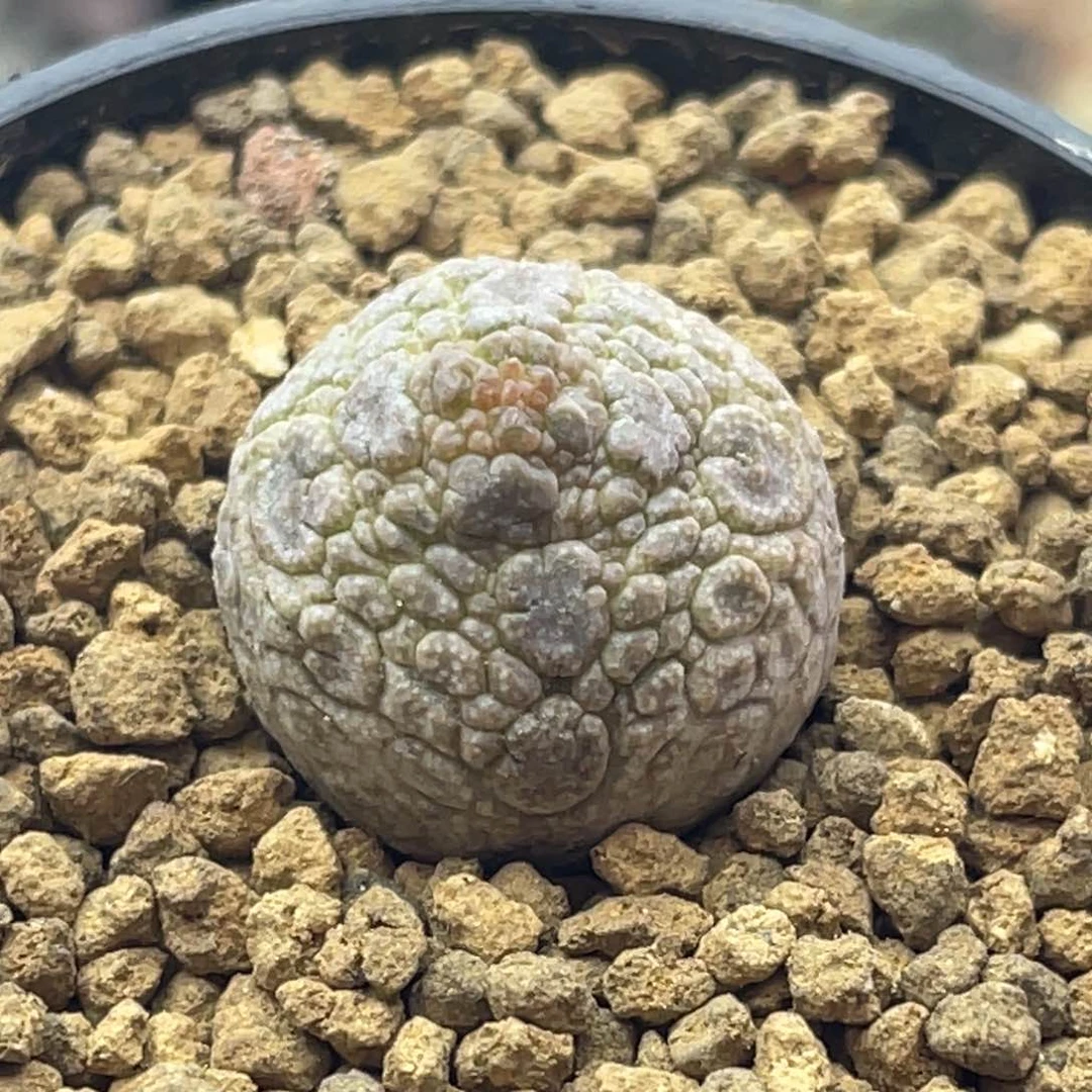实生十字方凝蹄玉 仙人球2