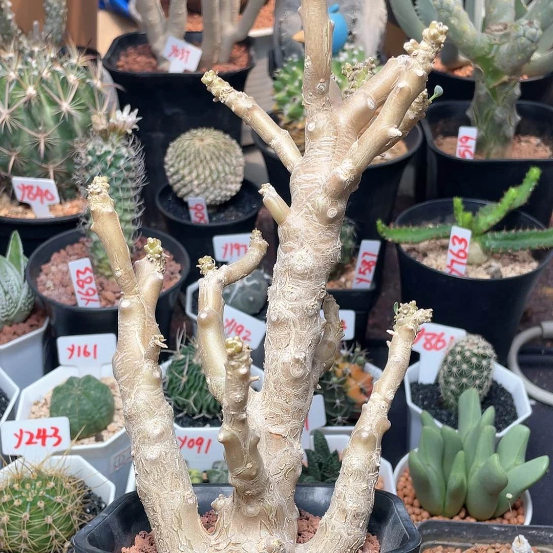 实生美尻刨花厚敦菊仙人球多肉