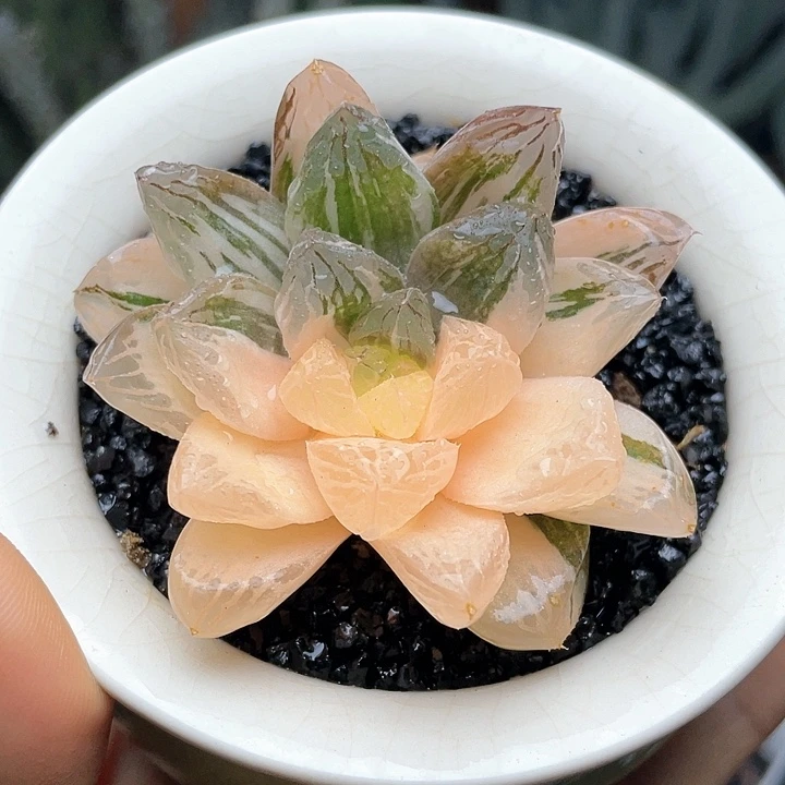 玉露锦仙人球多肉植物