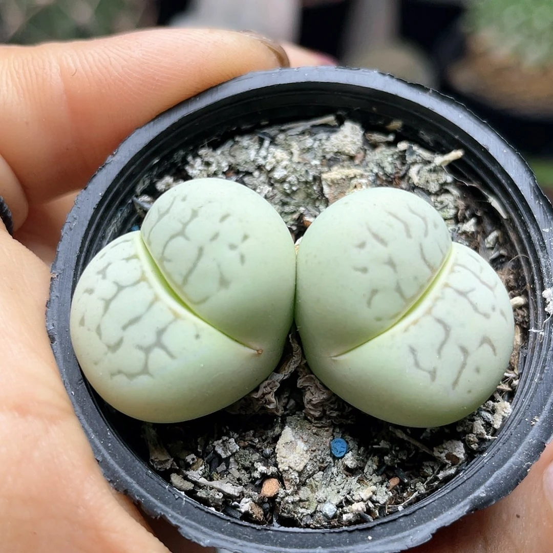 双头大白多肉植物