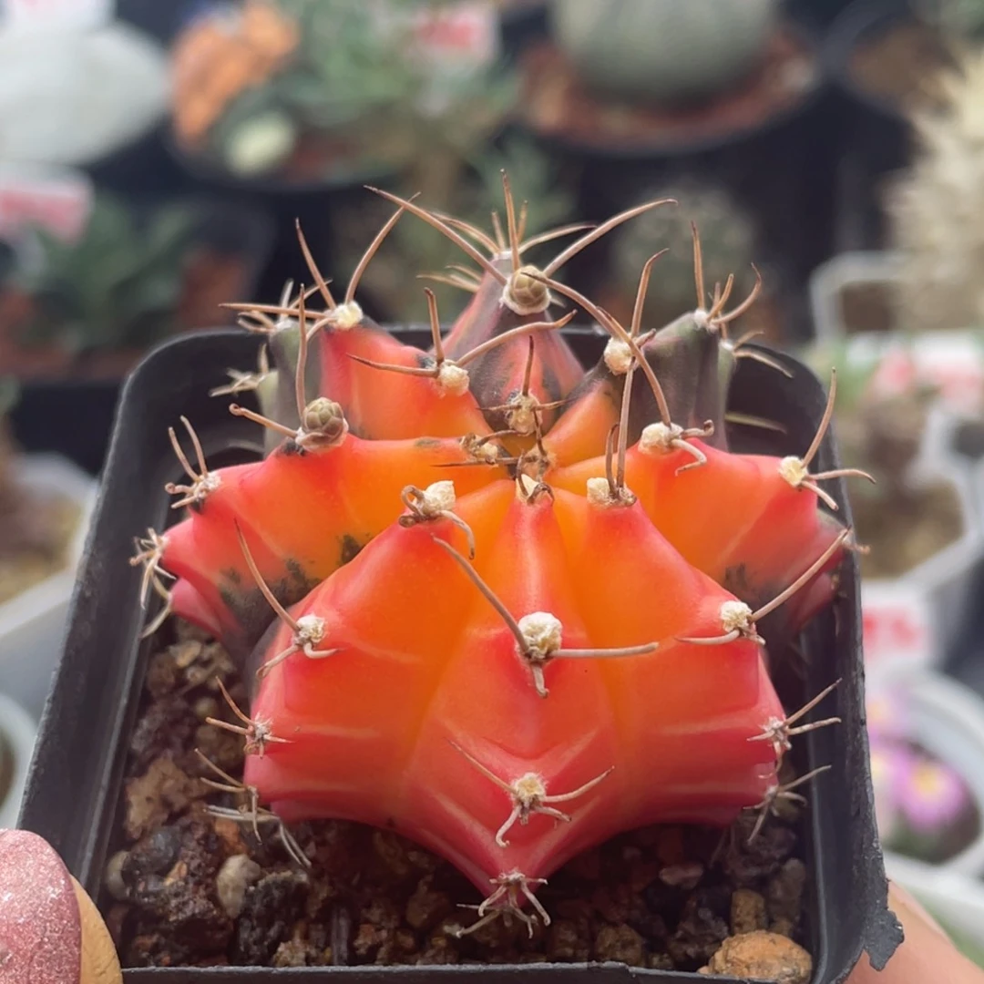 实生肋骨牡丹锦仙人球多肉