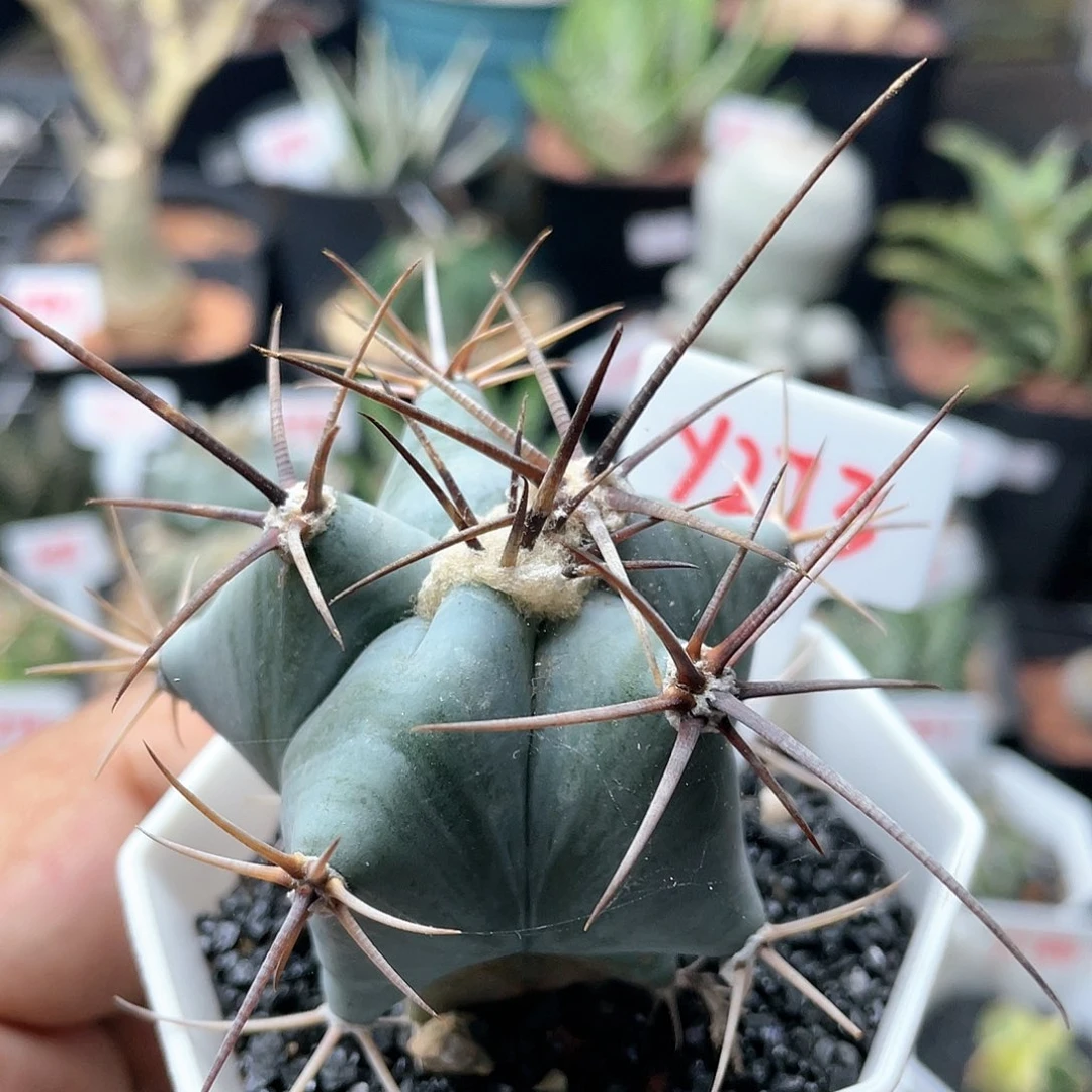 实生狂刺弁庆玉仙人球