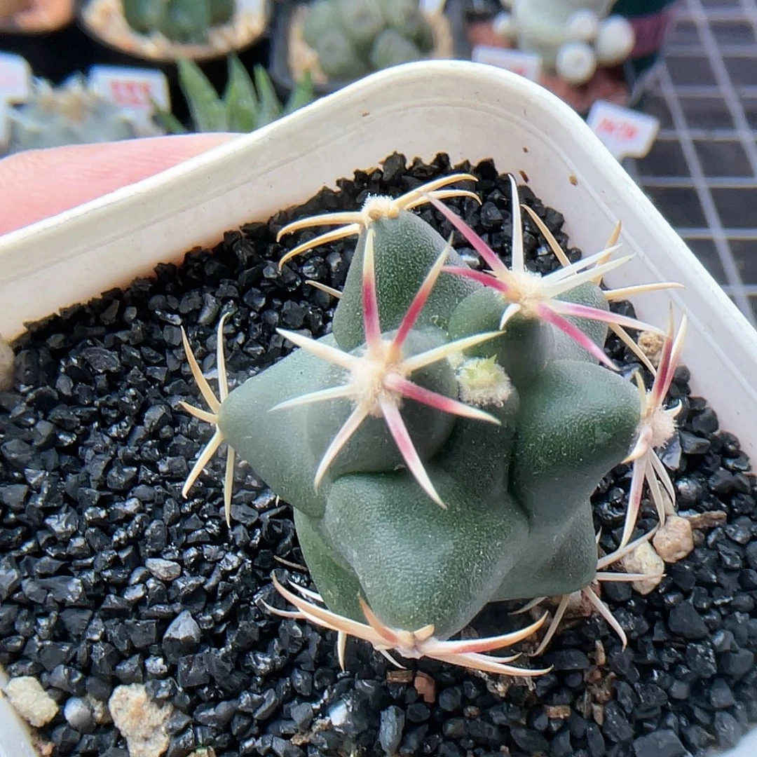 实生大红鹰仙人球