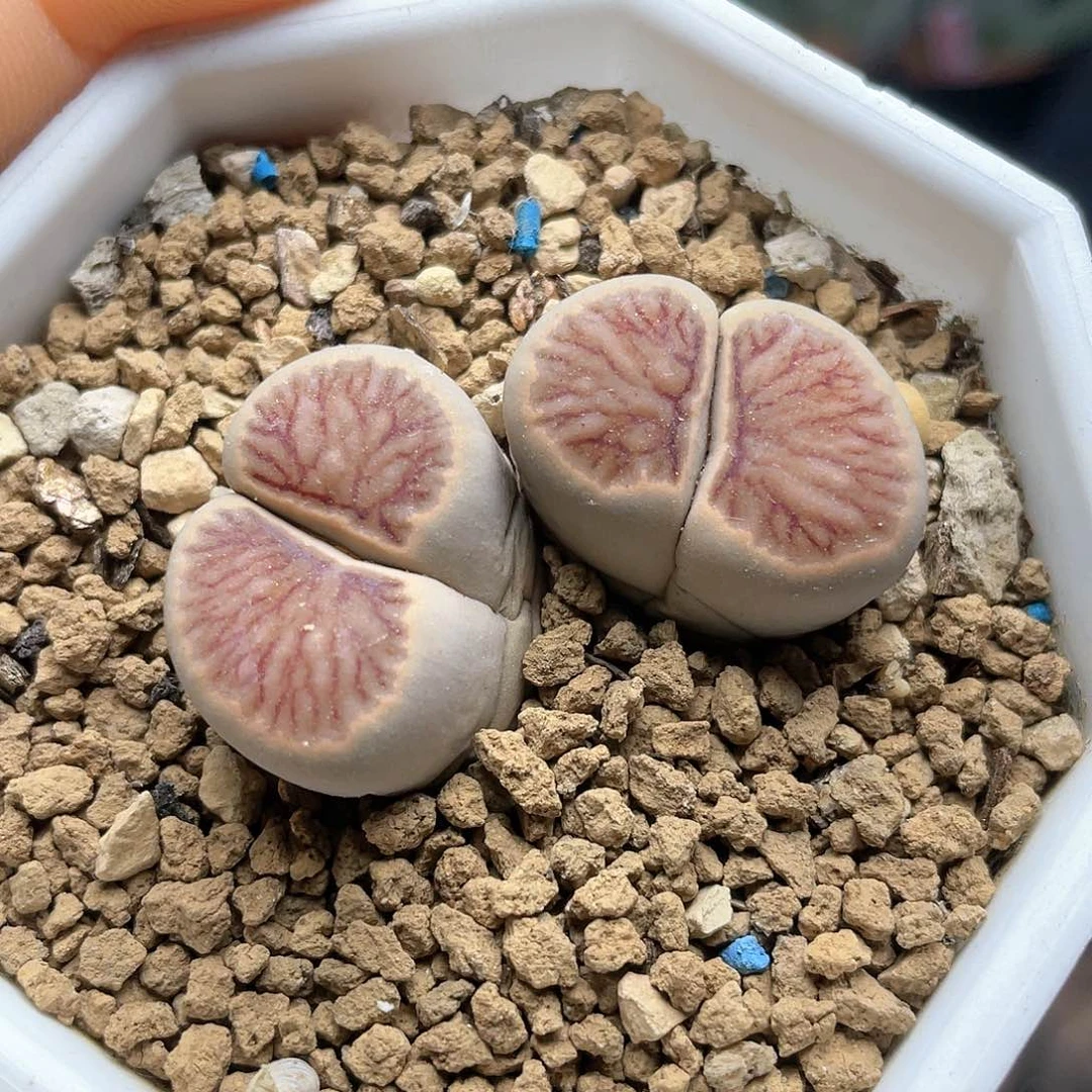 双头血管纹生石花仙人球