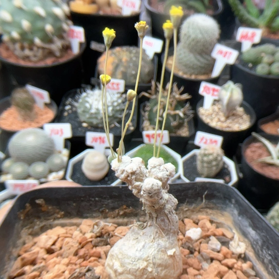 实生恩特美宙斯厚敦菊 开花株