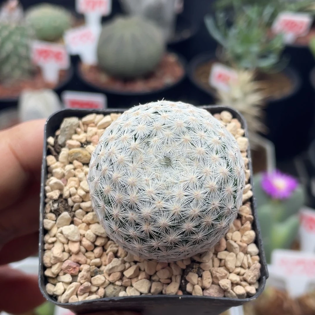 大玉白鸟仙人球多肉