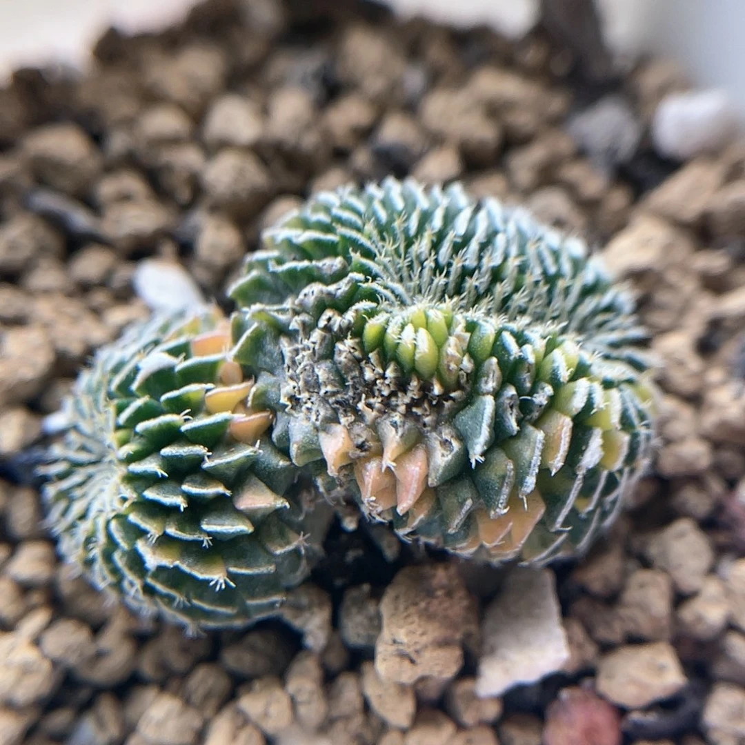 刺缀精巧殿锦 微瑕特价