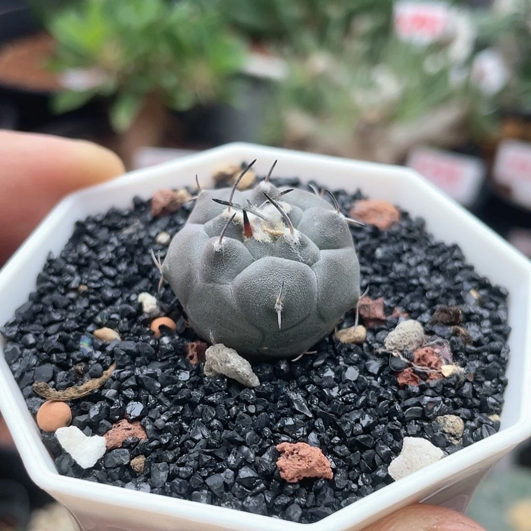 尹*.粉丝专拍仙人球多肉植物