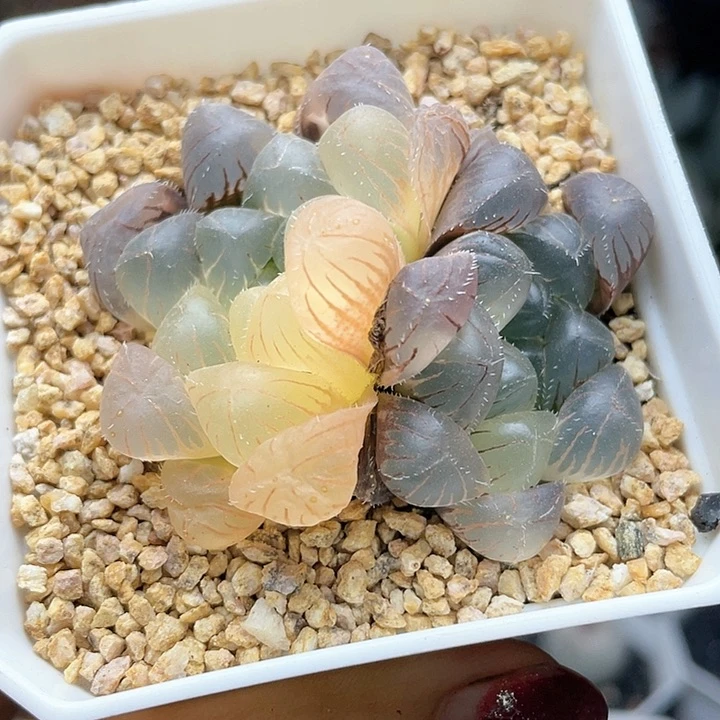 霓虹灯锦仙人球多肉