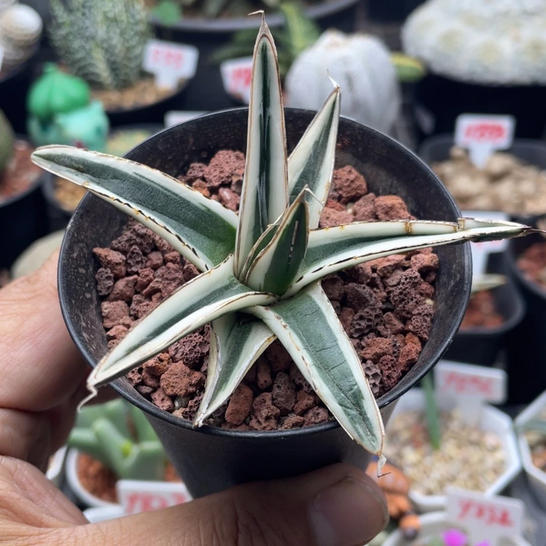 冰山 微瑕福利仙人球