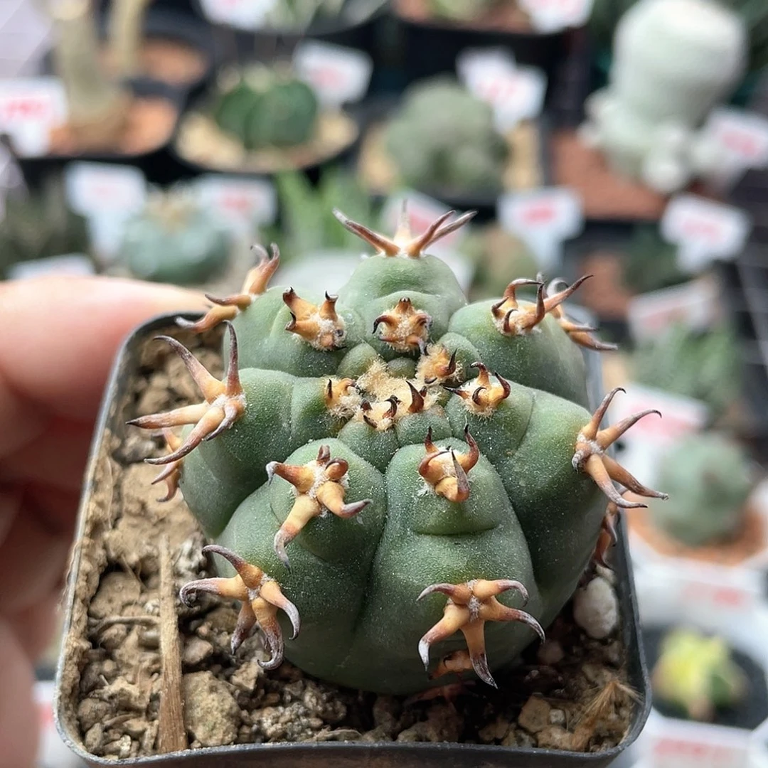 九刺天平猫爪仙人球