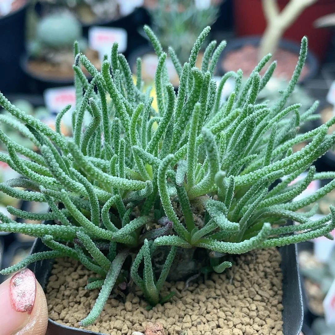 块根天赐仙人球多肉