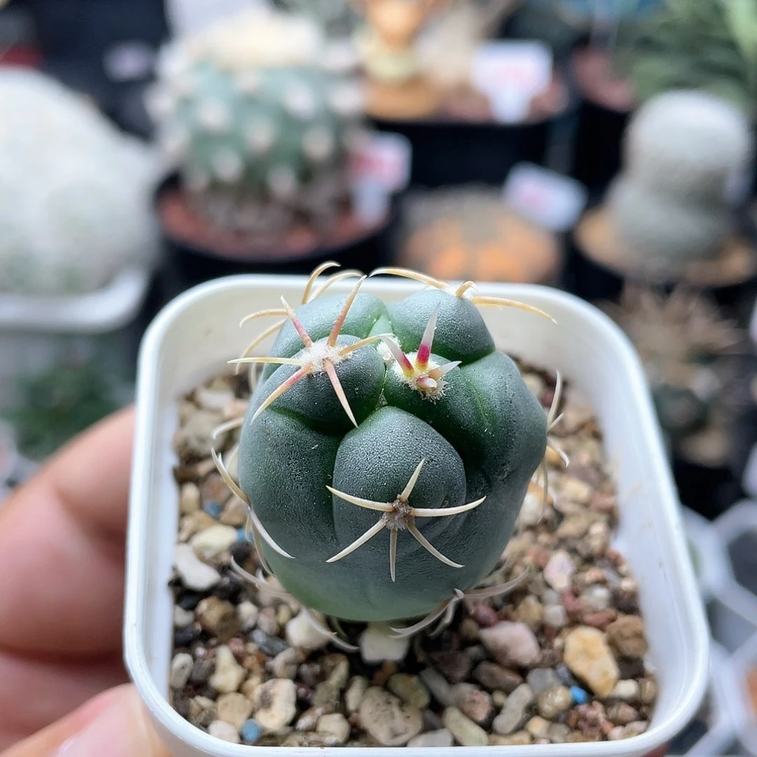 实生狂刺绯冠龙仙人2