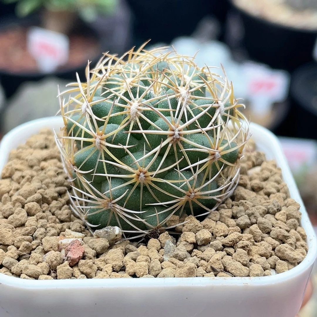 实生顶花球属海胆丸仙人球