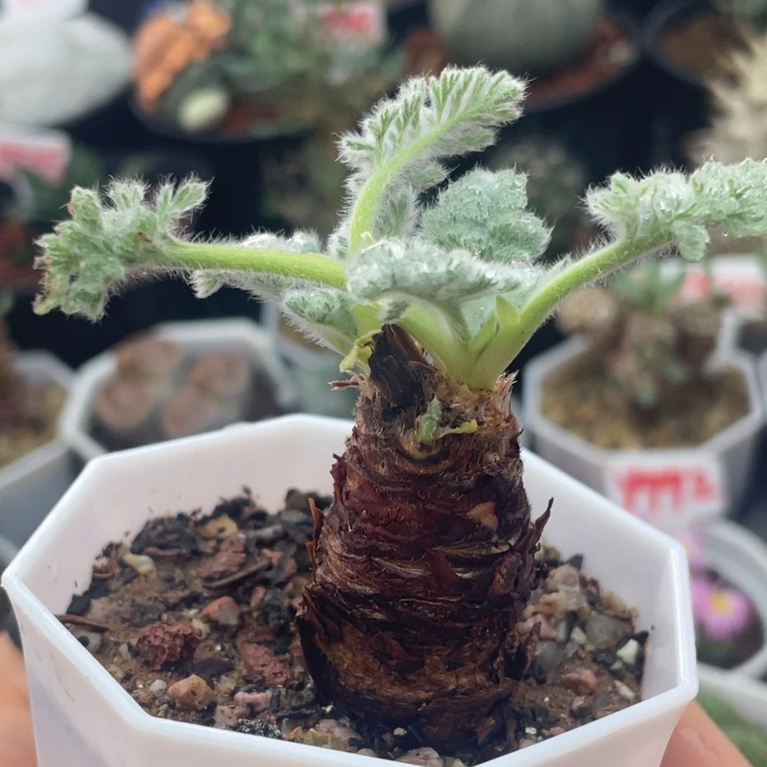 块根羽叶洋葵的仙人球