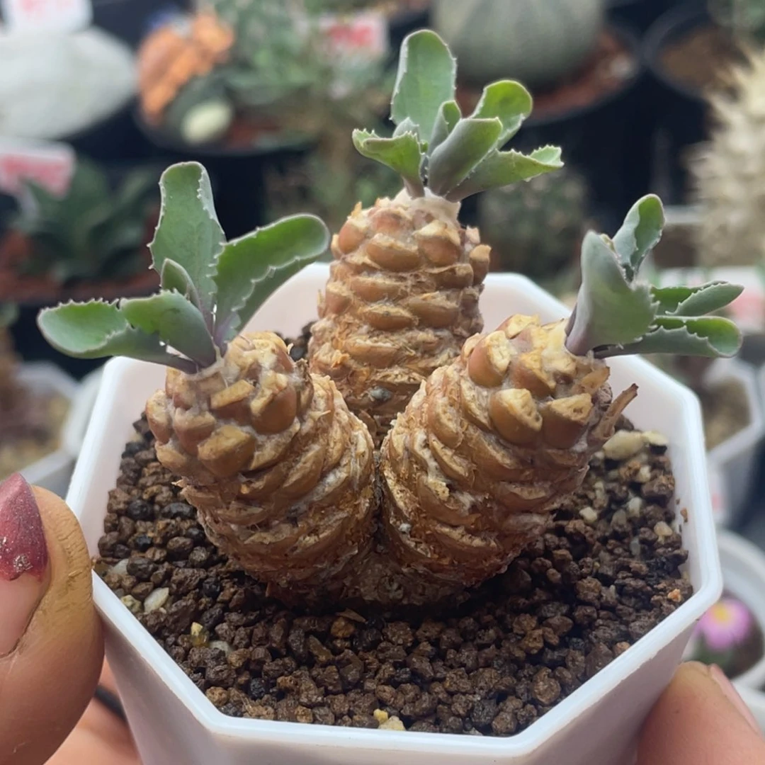 实生三头刨花蛮鬼塔厚敦菊仙人球