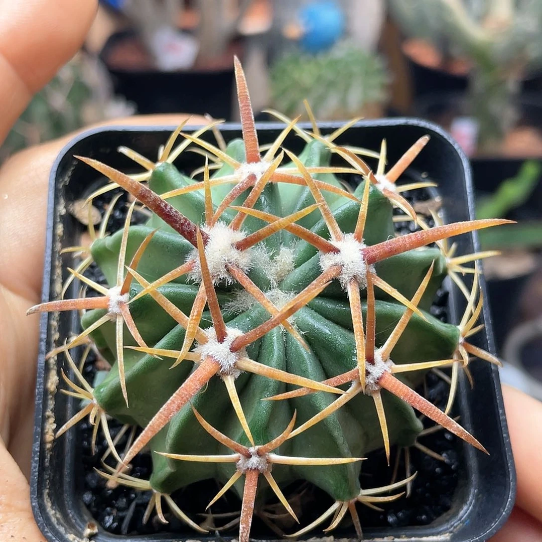 实生狂刺凌波仙人球5