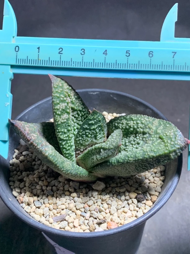 实生原始旋转鲨鱼掌密尤春嘤啭卧牛 一物一拍包邮非偏远