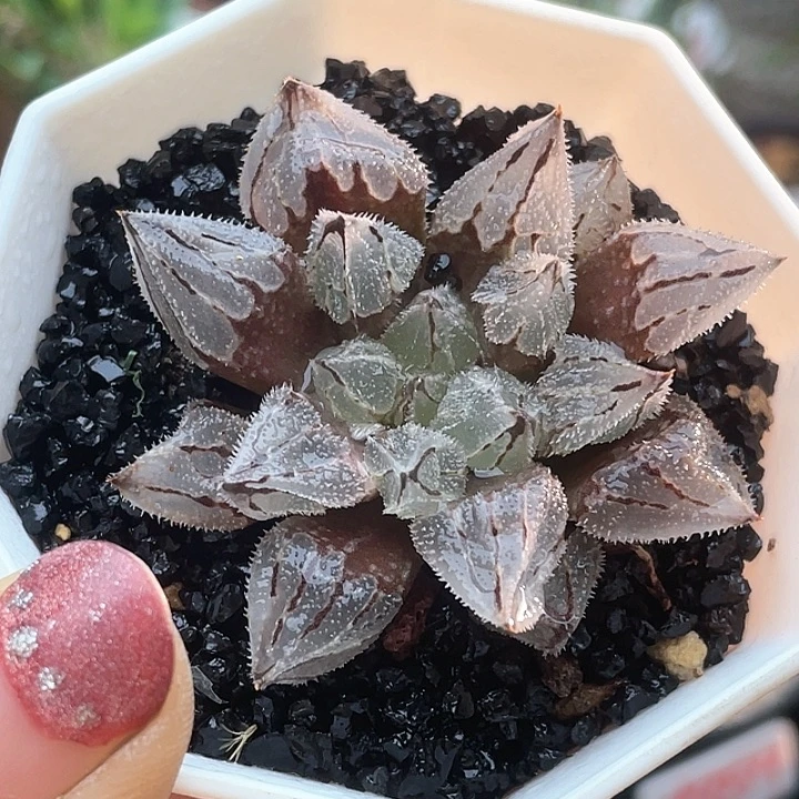 实生丸叶全窗蜡笔仙人球