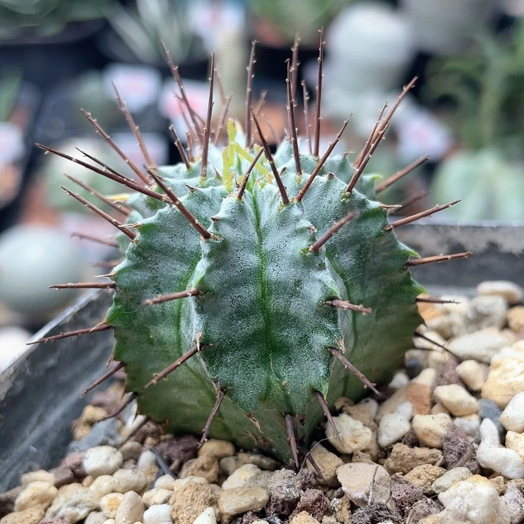 白衣魁伟玉仙人球