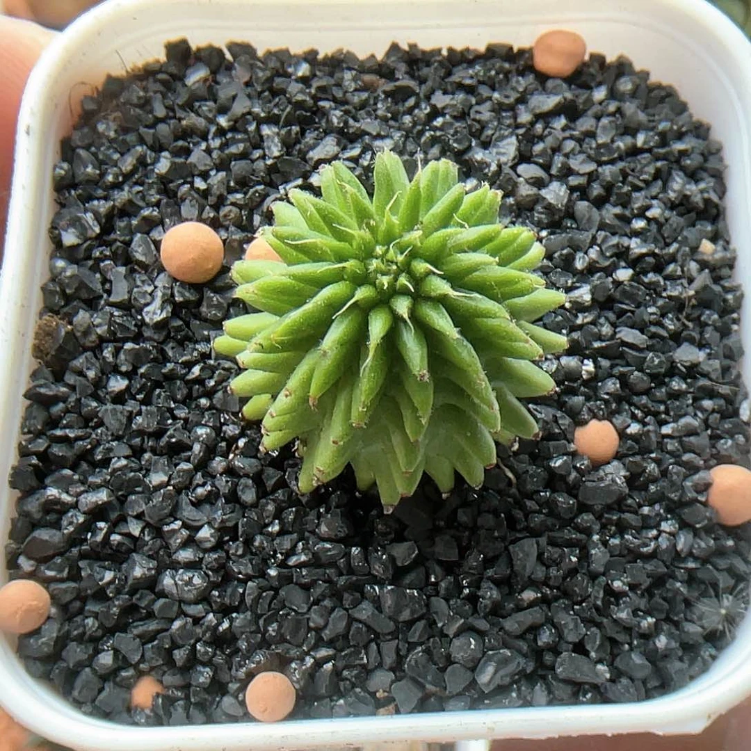 海胆大戟 大戟科