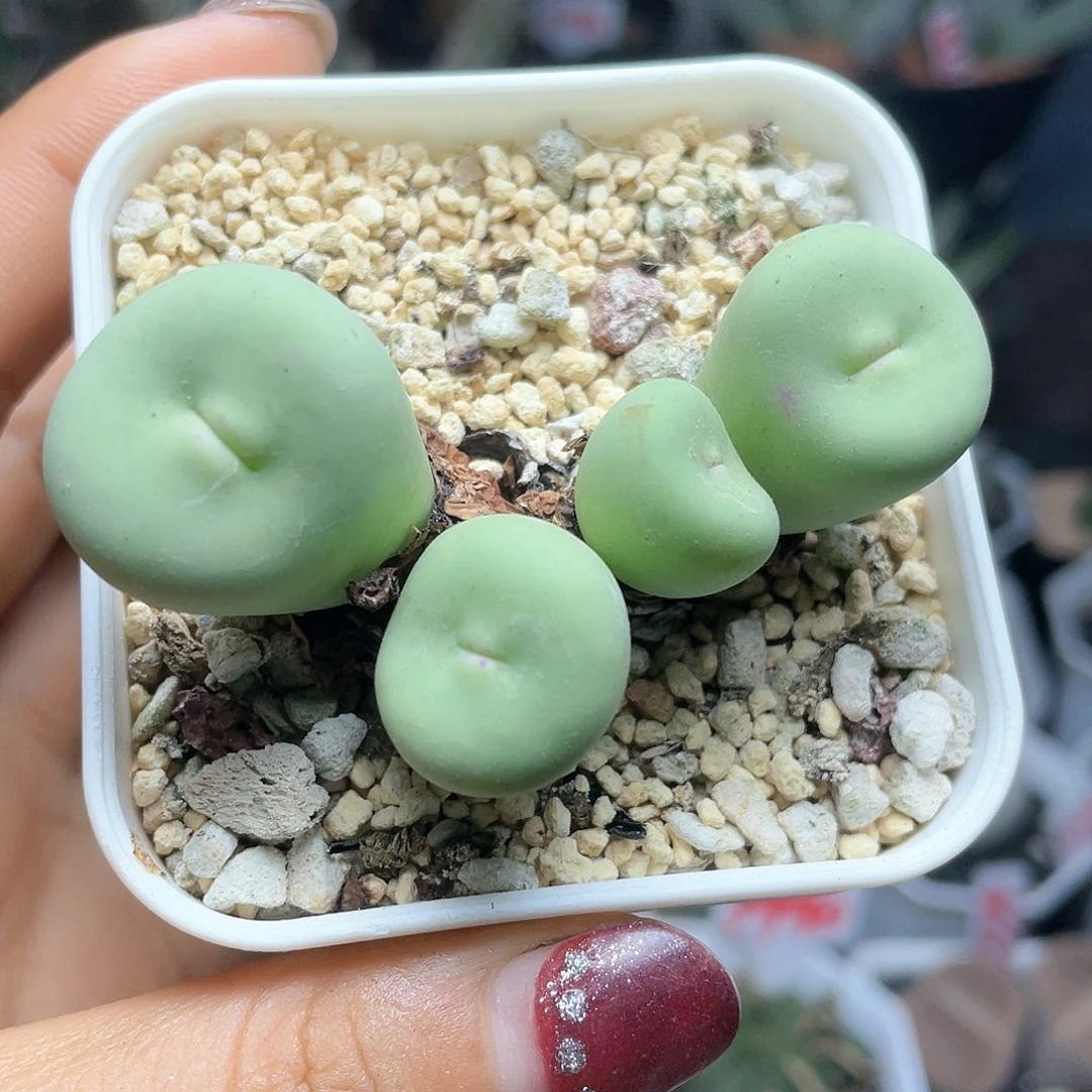 大颗嘟嘟嘴肉锥仙人球