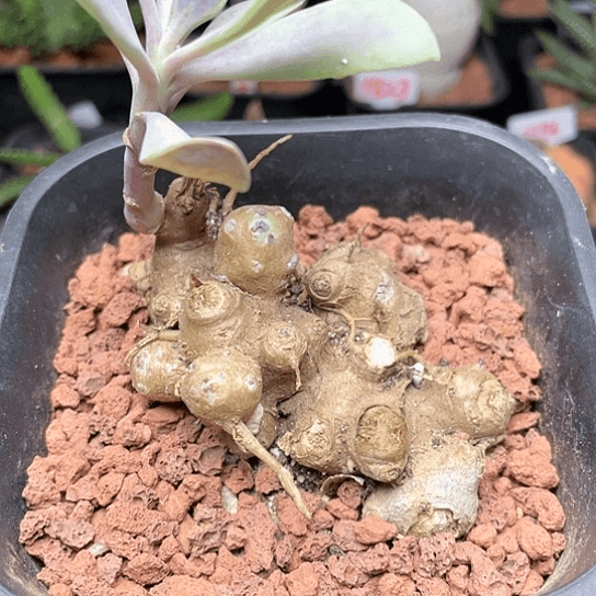 块根紫龙冠仙人球多肉