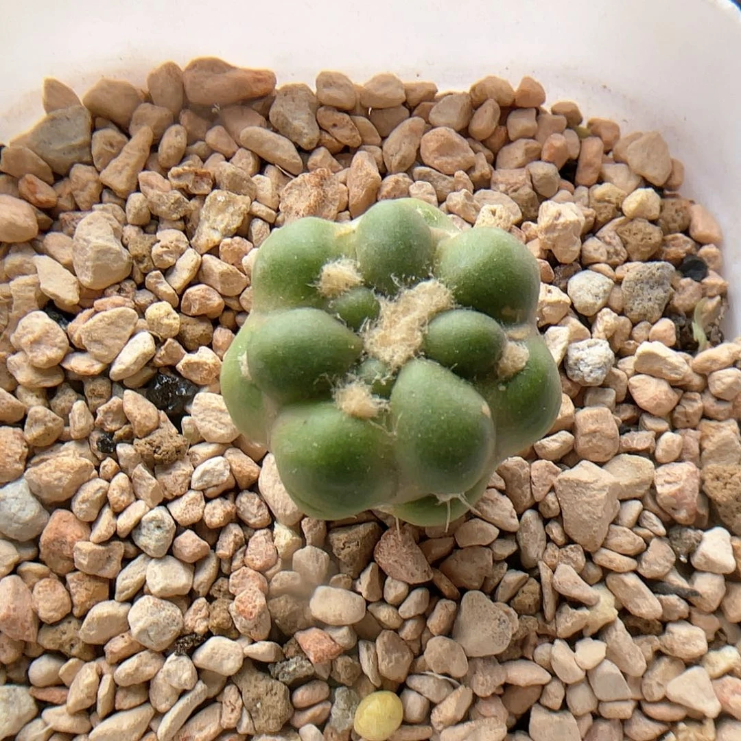 实生惠毛丸 稀有仙人球