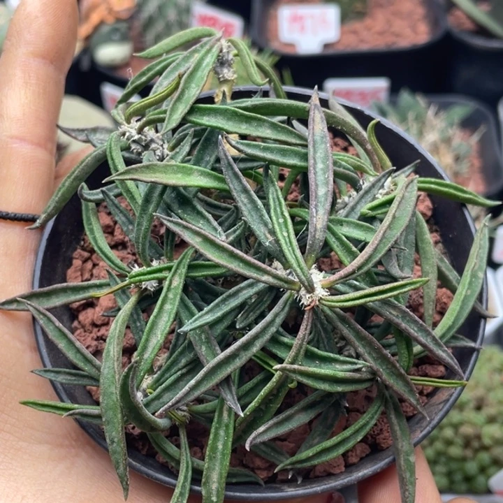 实生雀舌麒麟仙人球