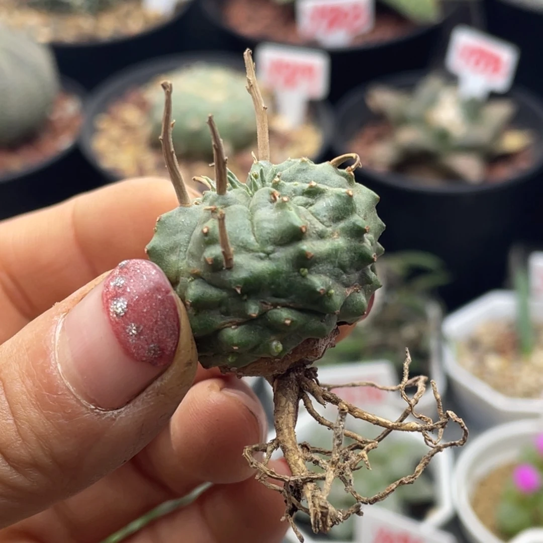 狂刺法丽达仙人球多肉