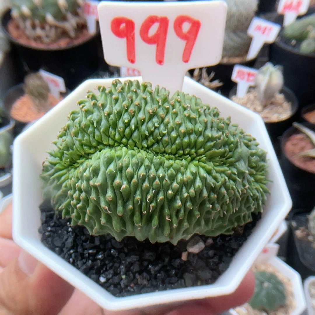 法丽达缀化 大戟科