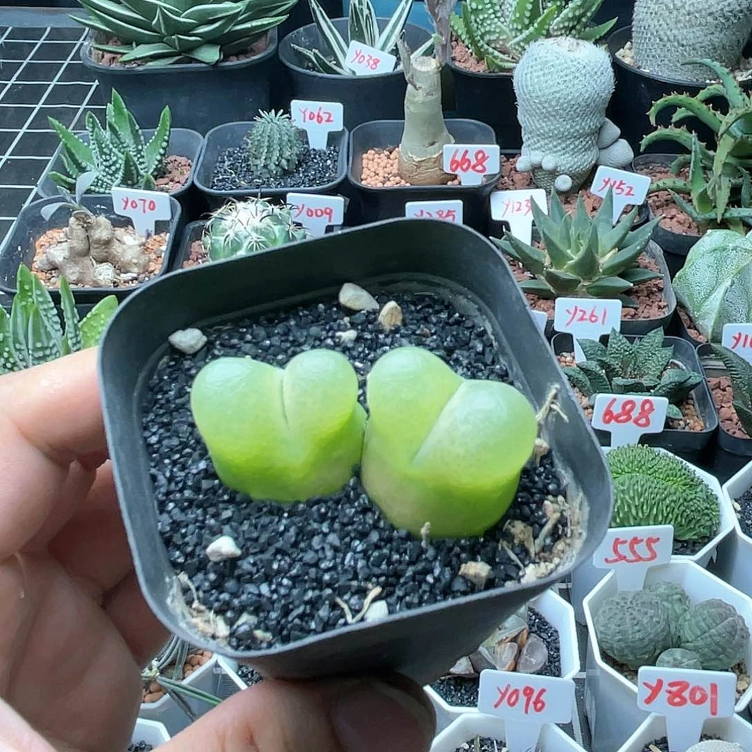 实生双头毛汉尼