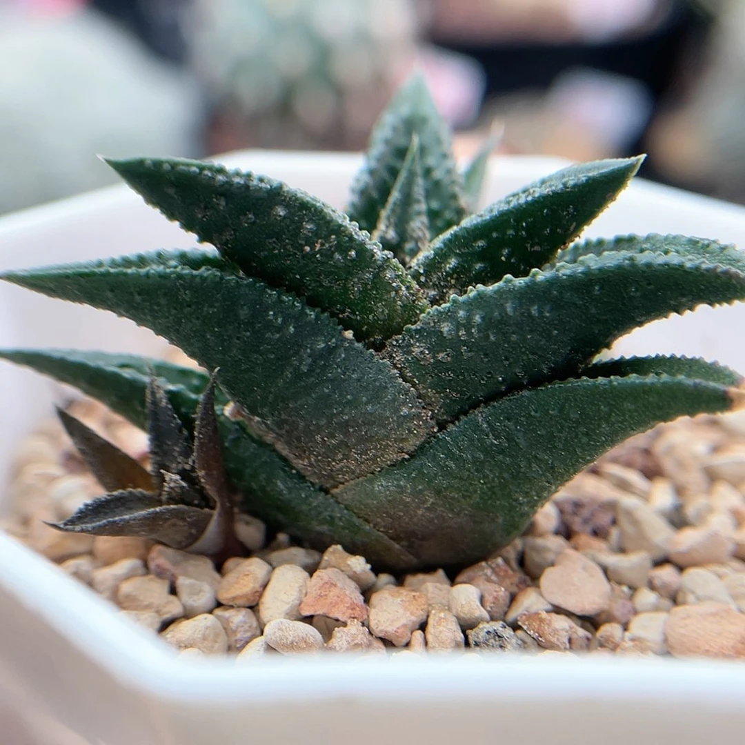 实生丸叶尼古拉仙人球多肉